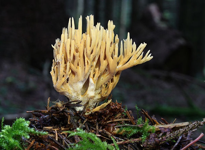 Ramaria flaccida © <a href="//commons.wikimedia.org/wiki/User:Holleday" title="User:Holleday">H. Krisp</a>