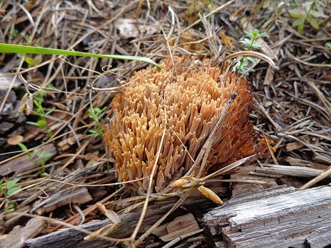 Ramaria flavescens © <a href="//commons.wikimedia.org/wiki/User:AfroBrazilian" title="User:AfroBrazilian">AfroBrazilian</a>
