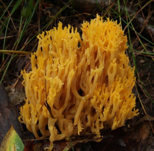 Ramaria flavobrunnescens &copy; Katriina Bendiksen, Naturhistorisk museum, Universitetet i Oslo