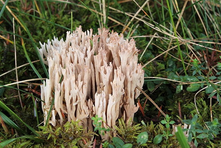 Ramaria gracilis &copy; <a href="//commons.wikimedia.org/wiki/User:Holleday" title="User:Holleday">H. Krisp</a>