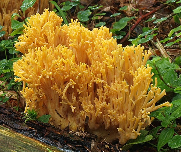 Ramaria largentii © <a href="//commons.wikimedia.org/w/index.php?title=User:Ak_ccm&amp;action=edit&amp;redlink=1" class="new" title="User:Ak ccm (page does not exist)">Andreas Kunze</a>