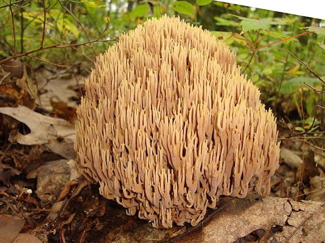 Ramaria stricta &copy; This image was created by user <a rel="nofollow" class="external text" href="https://mushroomobserver.org/observer/show_user/2584">Martin Livezey (MLivezey)</a> at <a rel="nofollow" class="external text" href="https://mushroomobserver.org">Mushroom Observer</a>, a source for mycological images.<br>You can contact this user <a rel="nofollow" class="external text" href="https://mushroomobserver.org/observer/ask_user_question/2584">here</a>.