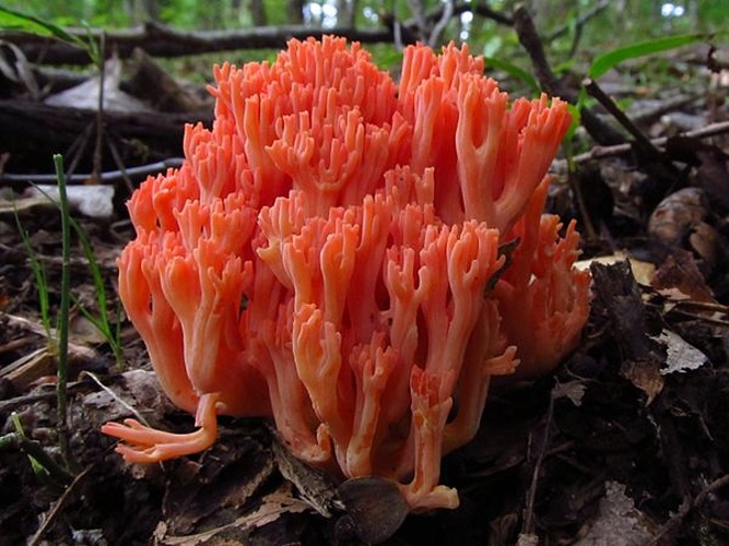 Ramaria subbotrytis © This image was created by user <a rel="nofollow" class="external text" href="https://mushroomobserver.org/observer/show_user/2584">Martin Livezey (MLivezey)</a> at <a rel="nofollow" class="external text" href="https://mushroomobserver.org">Mushroom Observer</a>, a source for mycological images.<br>You can contact this user <a rel="nofollow" class="external text" href="https://mushroomobserver.org/observer/ask_user_question/2584">here</a>.