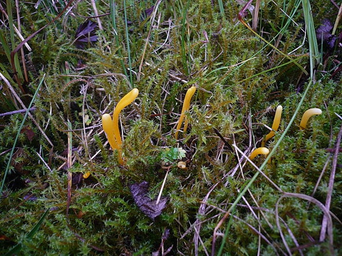 Clavulinopsis helvola &copy; This image was created by user <a rel="nofollow" class="external text" href="https://mushroomobserver.org/observer/show_user/1093">Gerhard Koller (Gerhard)</a> at <a rel="nofollow" class="external text" href="https://mushroomobserver.org">Mushroom Observer</a>, a source for mycological images.<br>You can contact this user <a rel="nofollow" class="external text" href="https://mushroomobserver.org/observer/ask_user_question/1093">here</a>.