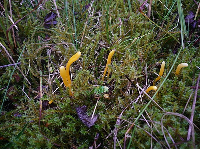 Clavulinopsis helvola © This image was created by user <a rel="nofollow" class="external text" href="https://mushroomobserver.org/observer/show_user/1093">Gerhard Koller (Gerhard)</a> at <a rel="nofollow" class="external text" href="https://mushroomobserver.org">Mushroom Observer</a>, a source for mycological images.<br>You can contact this user <a rel="nofollow" class="external text" href="https://mushroomobserver.org/observer/ask_user_question/1093">here</a>.