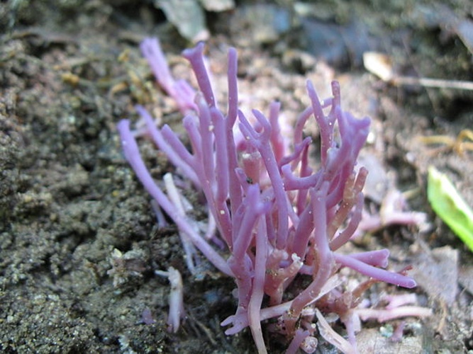 Ramariopsis pulchella © This image was created by user <a rel="nofollow" class="external text" href="https://mushroomobserver.org/observer/show_user/2717">Brian Adamo (adamo588)</a> at <a rel="nofollow" class="external text" href="https://mushroomobserver.org">Mushroom Observer</a>, a source for mycological images.<br>You can contact this user <a rel="nofollow" class="external text" href="https://mushroomobserver.org/observer/ask_user_question/2717">here</a>.