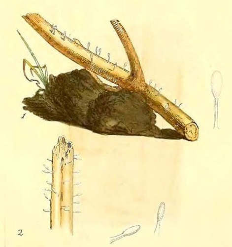 Typhula quisquiliaris © <a href="//commons.wikimedia.org/wiki/James_Sowerby" title="James Sowerby">James Sowerby</a>