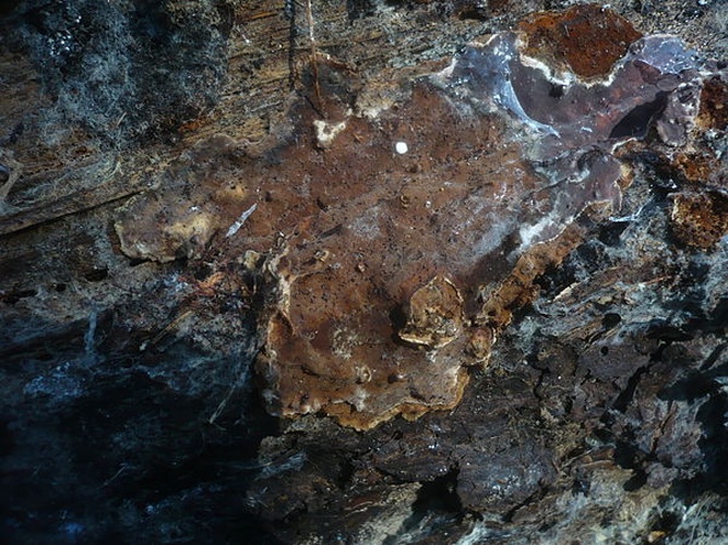 Amylostereum areolatum © <a rel="nofollow" class="external text" href="https://mushroomobserver.org/observer/show_user/1093">Gerhard Koller (Gerhard)</a>