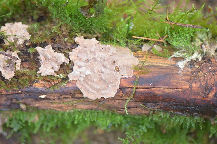 Amylostereum chailletii &copy; <a href="//commons.wikimedia.org/wiki/User:Jean.claude" title="User:Jean.claude">Jean.claude</a>