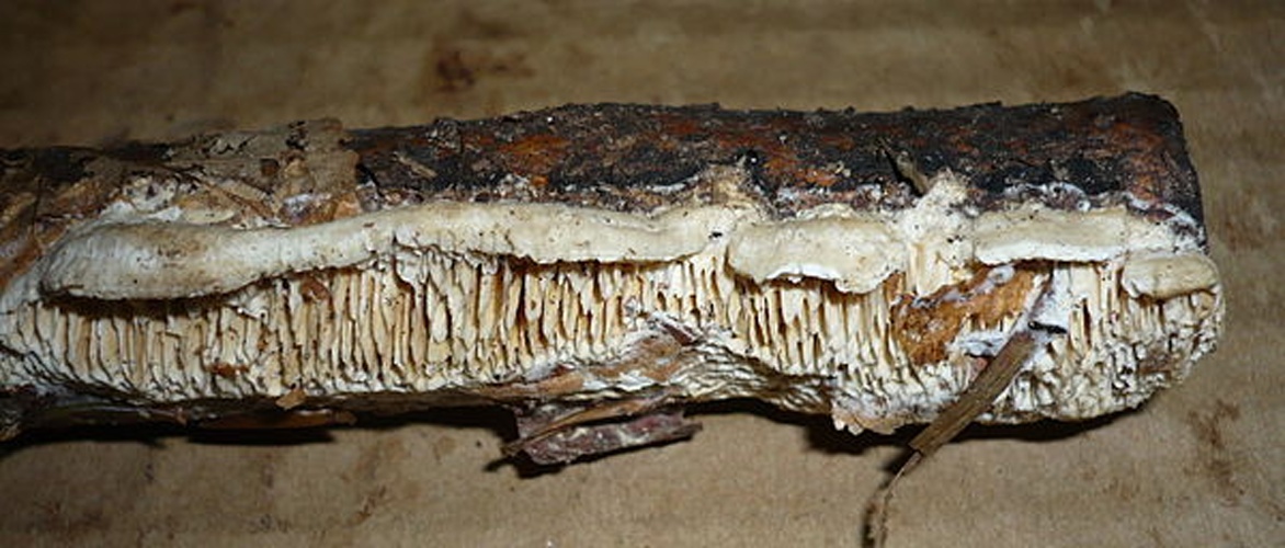 Antrodia albida © This image was created by user <a rel="nofollow" class="external text" href="https://mushroomobserver.org/observer/show_user/1093">Gerhard Koller (Gerhard)</a> at <a rel="nofollow" class="external text" href="https://mushroomobserver.org">Mushroom Observer</a>, a source for mycological images.<br>You can contact this user <a rel="nofollow" class="external text" href="https://mushroomobserver.org/observer/ask_user_question/1093">here</a>.
