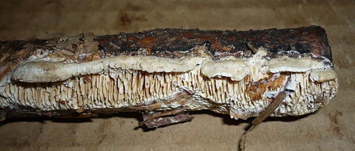 Antrodia albida &copy; This image was created by user <a rel="nofollow" class="external text" href="https://mushroomobserver.org/observer/show_user/1093">Gerhard Koller (Gerhard)</a> at <a rel="nofollow" class="external text" href="https://mushroomobserver.org">Mushroom Observer</a>, a source for mycological images.<br>You can contact this user <a rel="nofollow" class="external text" href="https://mushroomobserver.org/observer/ask_user_question/1093">here</a>.