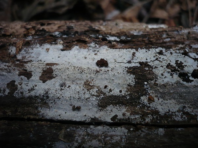 Athelia neuhoffii © This image was created by user <a rel="nofollow" class="external text" href="https://mushroomobserver.org/observer/show_user/1093">Gerhard Koller (Gerhard)</a> at <a rel="nofollow" class="external text" href="https://mushroomobserver.org">Mushroom Observer</a>, a source for mycological images.<br>You can contact this user <a rel="nofollow" class="external text" href="https://mushroomobserver.org/observer/ask_user_question/1093">here</a>.