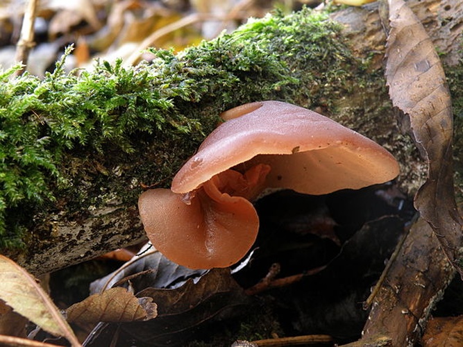 Auricularia auricula-judae © This image was created by user <a rel="nofollow" class="external text" href="https://mushroomobserver.org/observer/show_user/1401">Josh Milburn (J Milburn)</a> at <a rel="nofollow" class="external text" href="https://mushroomobserver.org">Mushroom Observer</a>, a source for mycological images.<br>You can contact this user <a rel="nofollow" class="external text" href="https://mushroomobserver.org/observer/ask_user_question/1401">here</a>.