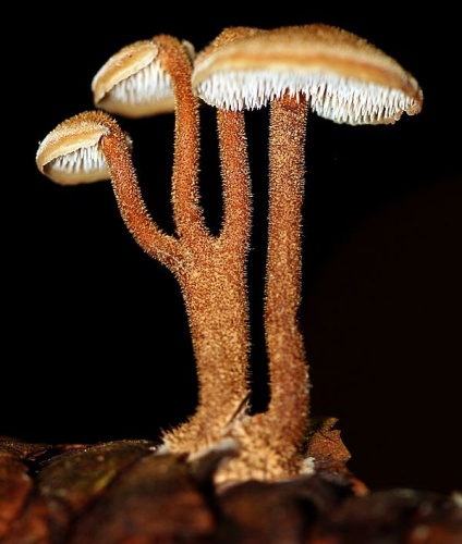Auriscalpium vulgare © Alan Rockefeller