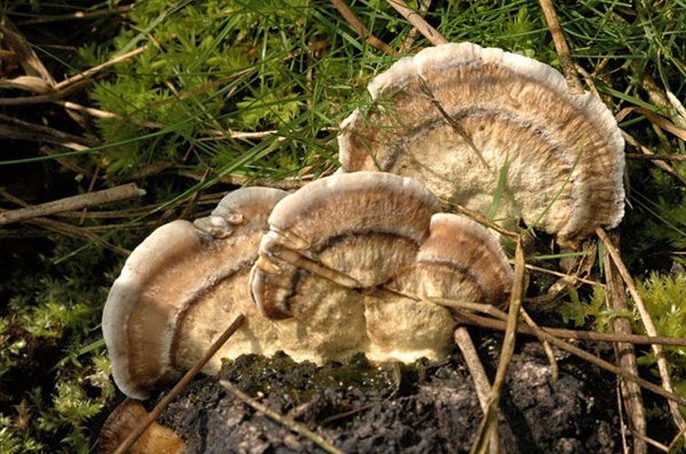 Bjerkandera adusta &copy; James Lindsey