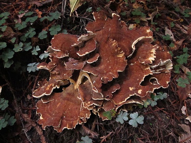 Bondarzewia mesenterica &copy; This image was created by user <a rel="nofollow" class="external text" href="https://mushroomobserver.org/observer/show_user/746">Ryane Snow (snowman)</a> at <a rel="nofollow" class="external text" href="https://mushroomobserver.org">Mushroom Observer</a>, a source for mycological images.<br>You can contact this user <a rel="nofollow" class="external text" href="https://mushroomobserver.org/observer/ask_user_question/746">here</a>.