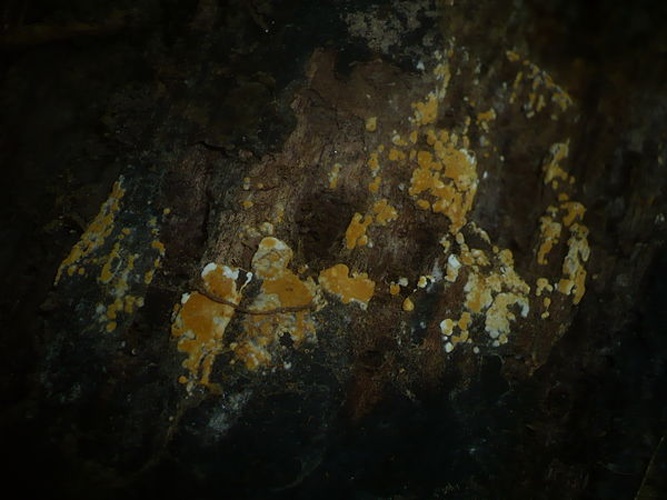 Botryobasidium aureum &copy; This image was created by user <a rel="nofollow" class="external text" href="https://mushroomobserver.org/observer/show_user/1093">Gerhard Koller (Gerhard)</a> at <a rel="nofollow" class="external text" href="https://mushroomobserver.org">Mushroom Observer</a>, a source for mycological images.<br>You can contact this user <a rel="nofollow" class="external text" href="https://mushroomobserver.org/observer/ask_user_question/1093">here</a>.