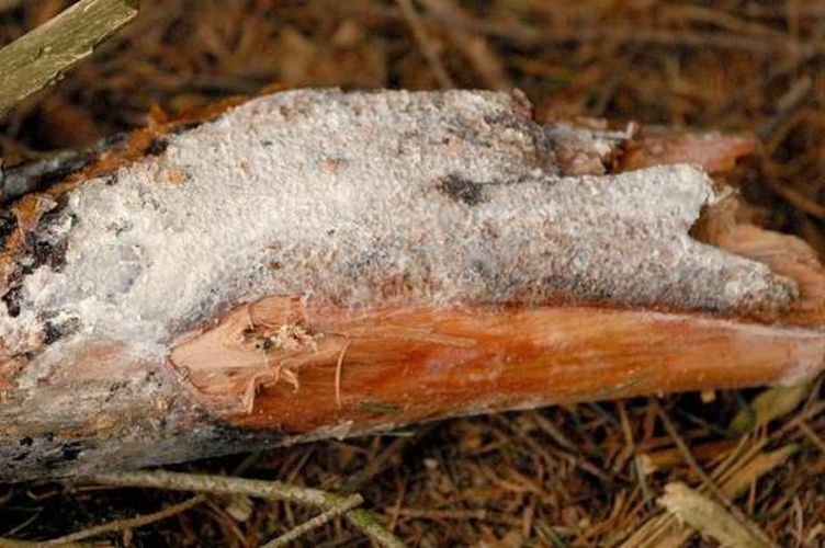 Botryobasidium vagum © James K. Lindsey