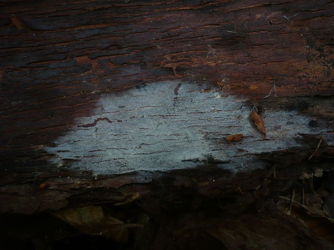 Botryobasidium conspersum &copy; This image was created by user <a rel="nofollow" class="external text" href="https://mushroomobserver.org/observer/show_user/1093">Gerhard Koller (Gerhard)</a> at <a rel="nofollow" class="external text" href="https://mushroomobserver.org">Mushroom Observer</a>, a source for mycological images.<br>You can contact this user <a rel="nofollow" class="external text" href="https://mushroomobserver.org/observer/ask_user_question/1093">here</a>.