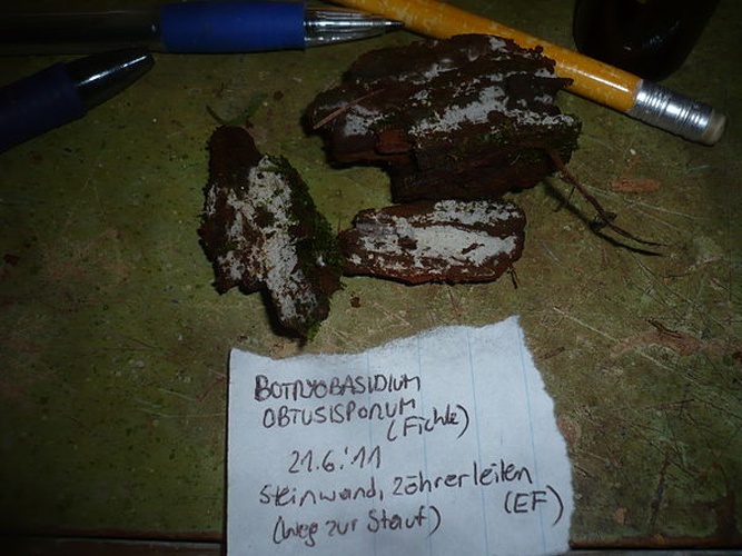 Botryobasidium obtusisporum © This image was created by user <a rel="nofollow" class="external text" href="https://mushroomobserver.org/observer/show_user/1093">Gerhard Koller (Gerhard)</a> at <a rel="nofollow" class="external text" href="https://mushroomobserver.org">Mushroom Observer</a>, a source for mycological images.<br>You can contact this user <a rel="nofollow" class="external text" href="https://mushroomobserver.org/observer/ask_user_question/1093">here</a>.