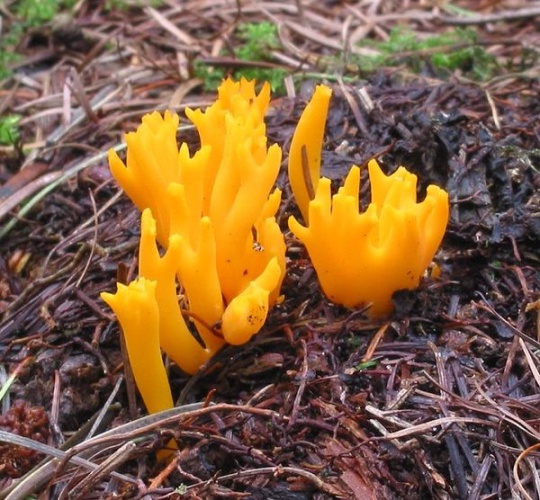 Calocera viscosa &copy; <a href="https://nl.wikipedia.org/wiki/User:Rasbak" class="extiw" title="nl:User:Rasbak">Rasbak</a>