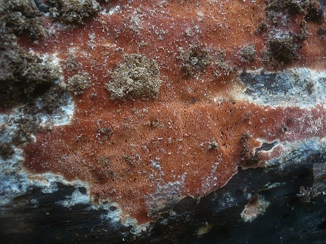 Ceriporia purpurea &copy; Gerhard Koller (Gerhard)