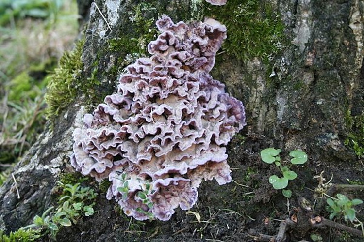 Chondrostereum purpureum © <a href="//commons.wikimedia.org/wiki/User:Strobilomyces" title="User:Strobilomyces">User:Strobilomyces</a>