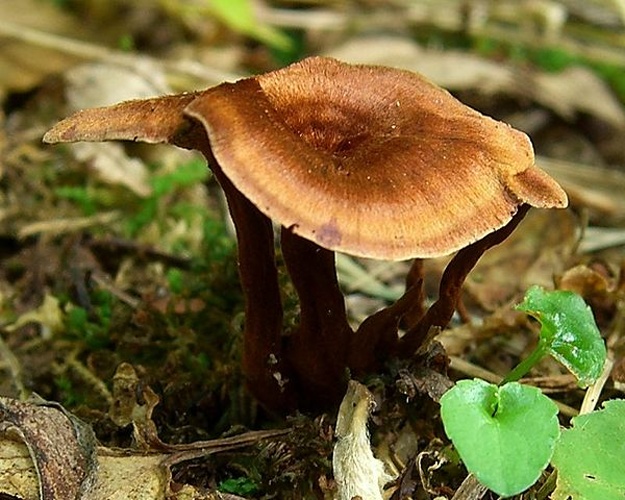 Coltricia cinnamomea © <a rel="nofollow" class="external text" href="https://www.flickr.com/people/7147684@N03">Jason Hollinger</a>