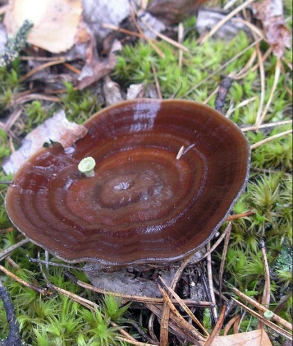 Coltricia perennis © <a href="//commons.wikimedia.org/wiki/User:Darius_Bauzys" title="User:Darius Bauzys">Darius Baužys</a>