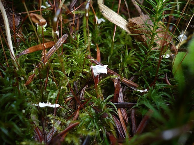 Cyphellostereum laeve &copy; This image was created by user <a rel="nofollow" class="external text" href="https://mushroomobserver.org/observer/show_user/1093">Gerhard Koller (Gerhard)</a> at <a rel="nofollow" class="external text" href="https://mushroomobserver.org">Mushroom Observer</a>, a source for mycological images.<br>You can contact this user <a rel="nofollow" class="external text" href="https://mushroomobserver.org/observer/ask_user_question/1093">here</a>.