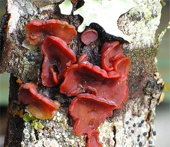 Cytidia salicina © <a rel="nofollow" class="external text" href="https://mushroomobserver.org/observer/show_user/442">Irene Andersson (irenea)</a>