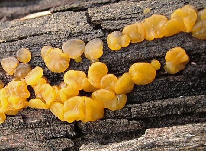 Dacrymyces capitatus &copy; This image was created by user <a rel="nofollow" class="external text" href="https://mushroomobserver.org/observer/show_user/919">Richard Sullivan (enchplant)</a> at <a rel="nofollow" class="external text" href="https://mushroomobserver.org">Mushroom Observer</a>, a source for mycological images.<br>You can contact this user <a rel="nofollow" class="external text" href="https://mushroomobserver.org/observer/ask_user_question/919">here</a>.