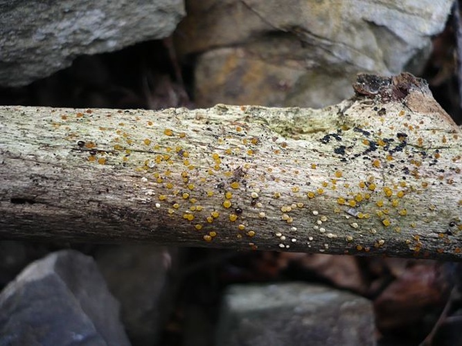 Dacrymyces minor &copy; This image was created by user <a rel="nofollow" class="external text" href="https://mushroomobserver.org/observer/show_user/1093">Gerhard Koller (Gerhard)</a> at <a rel="nofollow" class="external text" href="https://mushroomobserver.org">Mushroom Observer</a>, a source for mycological images.<br>You can contact this user <a rel="nofollow" class="external text" href="https://mushroomobserver.org/observer/ask_user_question/1093">here</a>.