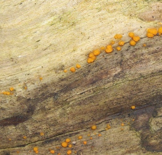 Dacrymyces stillatus &copy; 