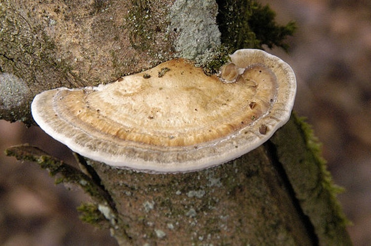 Daedaleopsis confragosa © James Lindsey