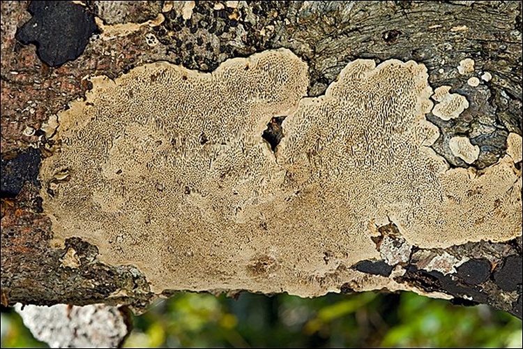 Datronia mollis © This image was created by user <a rel="nofollow" class="external text" href="https://mushroomobserver.org/observer/show_user/931">amadej trnkoczy (amadej)</a> at <a rel="nofollow" class="external text" href="https://mushroomobserver.org">Mushroom Observer</a>, a source for mycological images.<br>You can contact this user <a rel="nofollow" class="external text" href="https://mushroomobserver.org/observer/ask_user_question/931">here</a>.