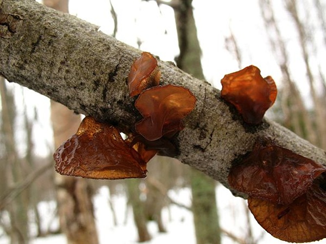 Exidia recisa © This image was created by user <a rel="nofollow" class="external text" href="https://mushroomobserver.org/observer/show_user/442">Irene Andersson (irenea)</a> at <a rel="nofollow" class="external text" href="https://mushroomobserver.org">Mushroom Observer</a>, a source for mycological images.<br>You can contact this user <a rel="nofollow" class="external text" href="https://mushroomobserver.org/observer/ask_user_question/442">here</a>.