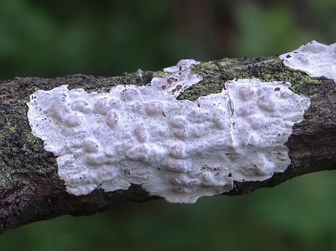 Exidiopsis effusa &copy; <a href="//commons.wikimedia.org/wiki/User:Selso" title="User:Selso">Jerzy Opioła</a>