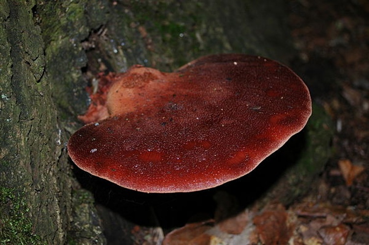 Fistulina hepatica © Jiří Berkovec