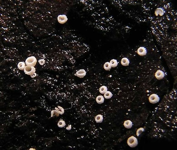 Flagelloscypha minutissima © Andreas Gminder (mollisia)