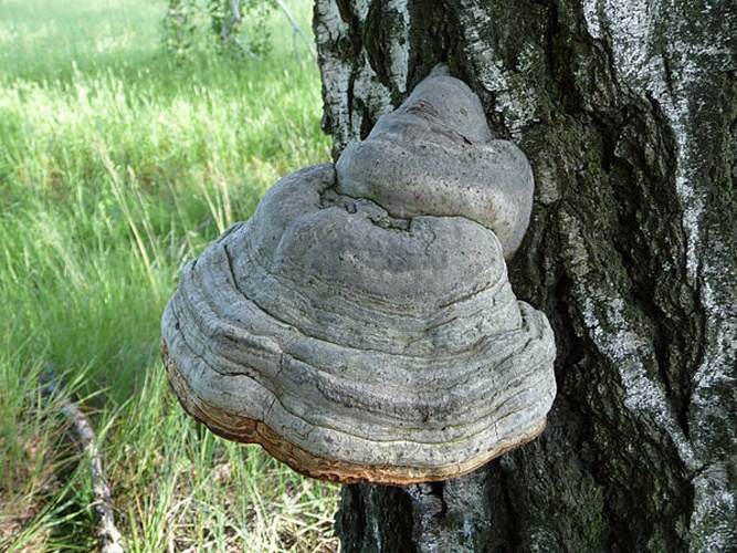 Fomes fomentarius © <a href="//commons.wikimedia.org/wiki/User:George_Chernilevsky" title="User:George Chernilevsky">George Chernilevsky</a>