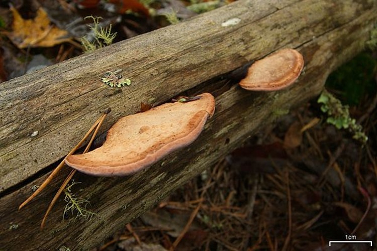 Fomitopsis cajanderi © <a rel="nofollow" class="external text" href="https://www.flickr.com/people/7147684@N03">Jason Hollinger</a>