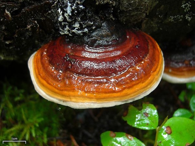 Fomitopsis pinicola © This image was created by user <a rel="nofollow" class="external text" href="https://mushroomobserver.org/observer/show_user/252">Jason Hollinger (jason)</a> at <a rel="nofollow" class="external text" href="https://mushroomobserver.org">Mushroom Observer</a>, a source for mycological images.<br>You can contact this user <a rel="nofollow" class="external text" href="https://mushroomobserver.org/observer/ask_user_question/252">here</a>.