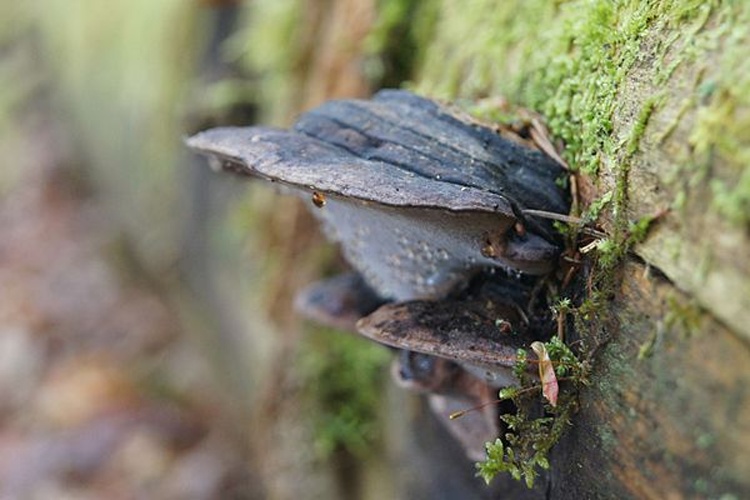 Fomitopsis rosea &copy; <a href="//commons.wikimedia.org/wiki/User:Laisverobotams" title="User:Laisverobotams">Laisverobotams</a>