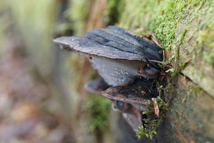 Fomitopsis rosea © <a href="//commons.wikimedia.org/wiki/User:Laisverobotams" title="User:Laisverobotams">Laisverobotams</a>