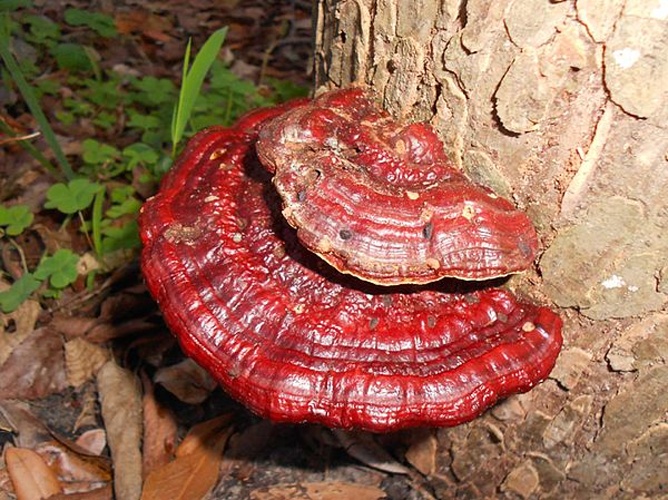 Ganoderma pfeifferi © This image was created by user <a rel="nofollow" class="external text" href="https://mushroomobserver.org/observer/show_user/3056">bloodworm</a> at <a rel="nofollow" class="external text" href="https://mushroomobserver.org">Mushroom Observer</a>, a source for mycological images.<br>You can contact this user <a rel="nofollow" class="external text" href="https://mushroomobserver.org/observer/ask_user_question/3056">here</a>.