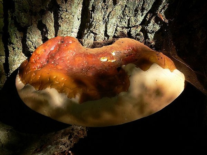 Ganoderma resinaceum &copy; <a href="//commons.wikimedia.org/wiki/User:Lebrac" title="User:Lebrac">Lebrac</a>