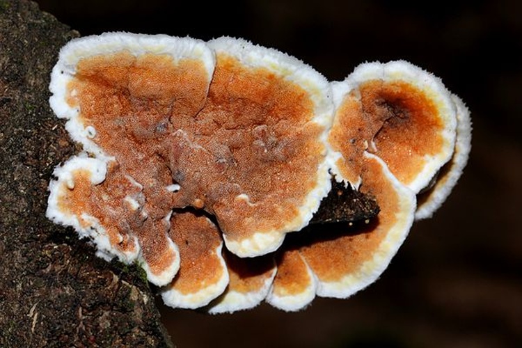 Gloeoporus dichrous © Alan Rockefeller