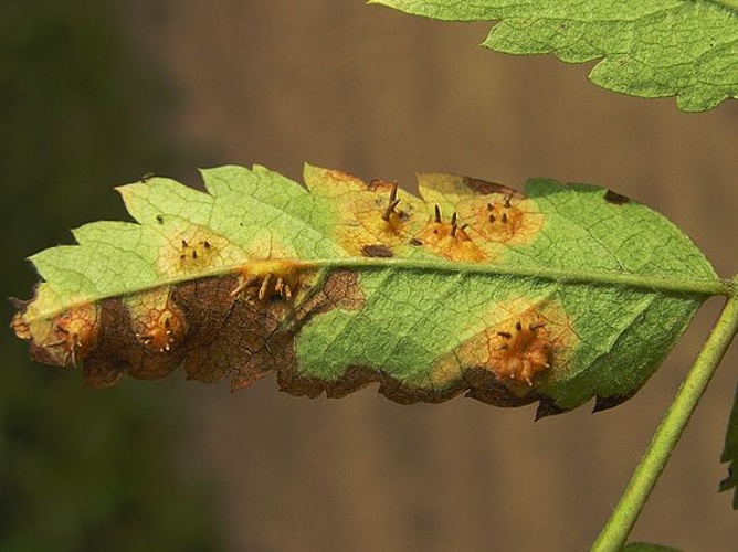 Gymnosporangium tremelloides © <a href="//commons.wikimedia.org/wiki/User:Beentree" title="User:Beentree">Beentree</a>