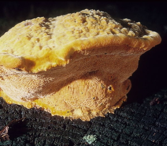 Hapalopilus croceus © walt sturgeon (Mycowalt)